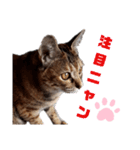 我が家の愛猫⑥（個別スタンプ：7）