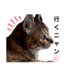 我が家の愛猫⑥（個別スタンプ：8）