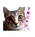 我が家の愛猫⑥（個別スタンプ：9）