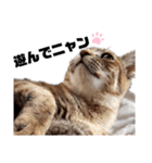 我が家の愛猫⑥（個別スタンプ：11）