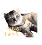 我が家の愛猫⑥（個別スタンプ：12）