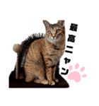 我が家の愛猫⑥（個別スタンプ：13）