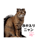 我が家の愛猫⑥（個別スタンプ：14）
