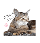 我が家の愛猫⑥（個別スタンプ：15）