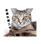 我が家の愛猫⑥（個別スタンプ：16）