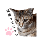 我が家の愛猫⑥（個別スタンプ：17）