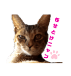 我が家の愛猫⑥（個別スタンプ：18）