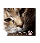我が家の愛猫⑥（個別スタンプ：19）