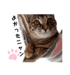 我が家の愛猫⑥（個別スタンプ：21）