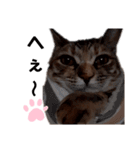 我が家の愛猫⑥（個別スタンプ：22）