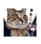 我が家の愛猫⑥（個別スタンプ：23）