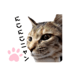 我が家の愛猫⑥（個別スタンプ：24）