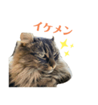 しょこぴ（個別スタンプ：5）
