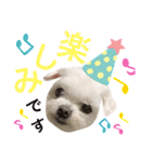 ミルクちゃんの日常（いぬ）パート4（個別スタンプ：4）
