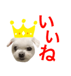 ミルクちゃんの日常（いぬ）パート4（個別スタンプ：5）