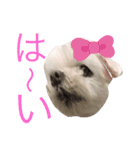 ミルクちゃんの日常（いぬ）パート4（個別スタンプ：10）