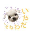 ミルクちゃんの日常（いぬ）パート4（個別スタンプ：11）