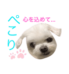 ミルクちゃんの日常（いぬ）パート4（個別スタンプ：12）