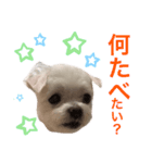 ミルクちゃんの家族スタンプ（いぬ）（個別スタンプ：3）