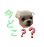 ミルクちゃんの家族スタンプ（いぬ）（個別スタンプ：6）
