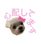 ミルクちゃんの家族スタンプ（いぬ）（個別スタンプ：7）