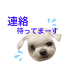ミルクちゃんの家族スタンプ（いぬ）（個別スタンプ：12）