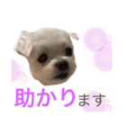 ミルクちゃんの家族スタンプ（いぬ）（個別スタンプ：13）