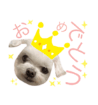 ミルクちゃんの家族スタンプ（いぬ）（個別スタンプ：14）