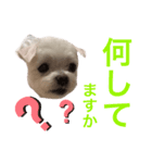 ミルクちゃんの家族スタンプ（いぬ）（個別スタンプ：15）