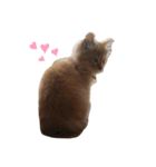 にゃんこぽぽ（個別スタンプ：1）