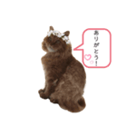 にゃんこぽぽ（個別スタンプ：6）