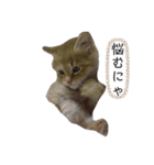 にゃんこぽぽ（個別スタンプ：8）