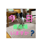 hinatyan0515（個別スタンプ：8）