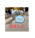 hinatyan0515（個別スタンプ：10）