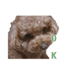 犬 トイプードル そら君（個別スタンプ：2）