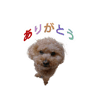 犬 トイプードル そら君（個別スタンプ：3）