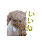 犬 トイプードル そら君（個別スタンプ：4）
