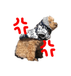 犬 トイプードル そら君（個別スタンプ：5）