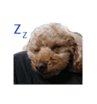 犬 トイプードル そら君（個別スタンプ：6）