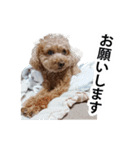 犬 トイプードル そら君（個別スタンプ：7）