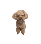 犬 トイプードル そら君（個別スタンプ：8）