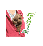 犬 トイプードル そら君（個別スタンプ：9）