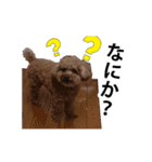 犬 トイプードル そら君（個別スタンプ：10）