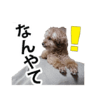 犬 トイプードル そら君（個別スタンプ：11）