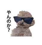 犬 トイプードル そら君（個別スタンプ：12）