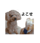 犬 トイプードル そら君（個別スタンプ：13）