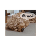 犬 トイプードル そら君（個別スタンプ：15）