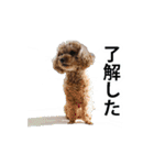 犬 トイプードル そら君（個別スタンプ：16）