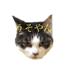 パルモスタンプ（個別スタンプ：1）