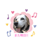 ろんちゃんず（個別スタンプ：6）